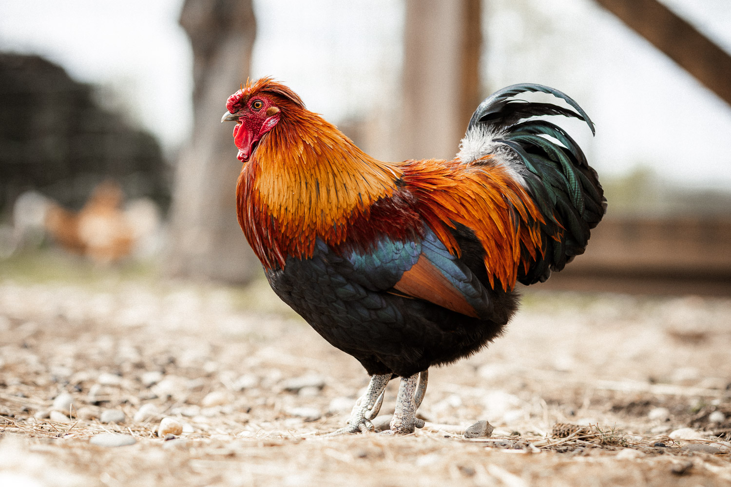 2026-03_Gasthaus_Traube80