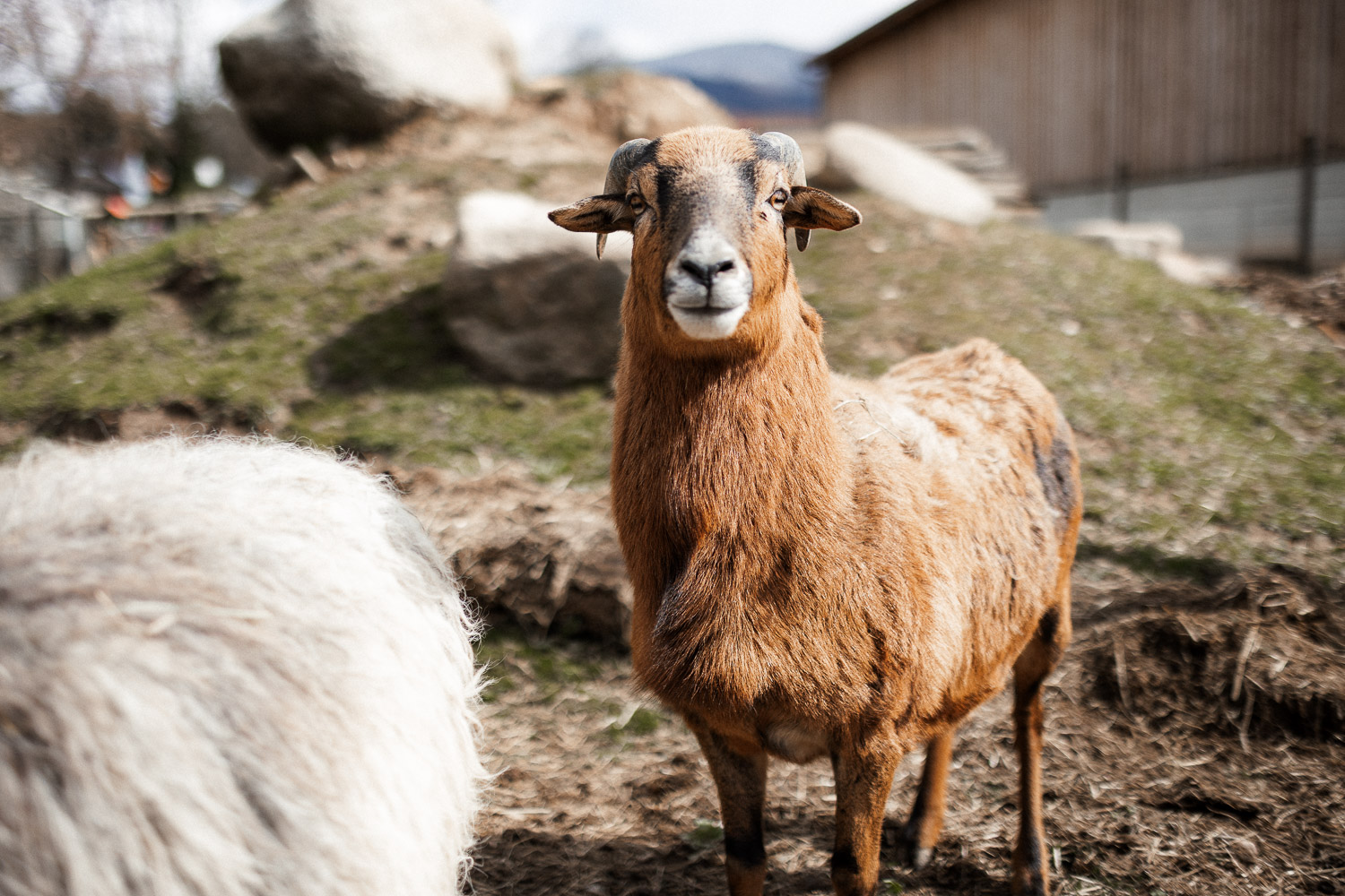 2026-03_Gasthaus_Traube81