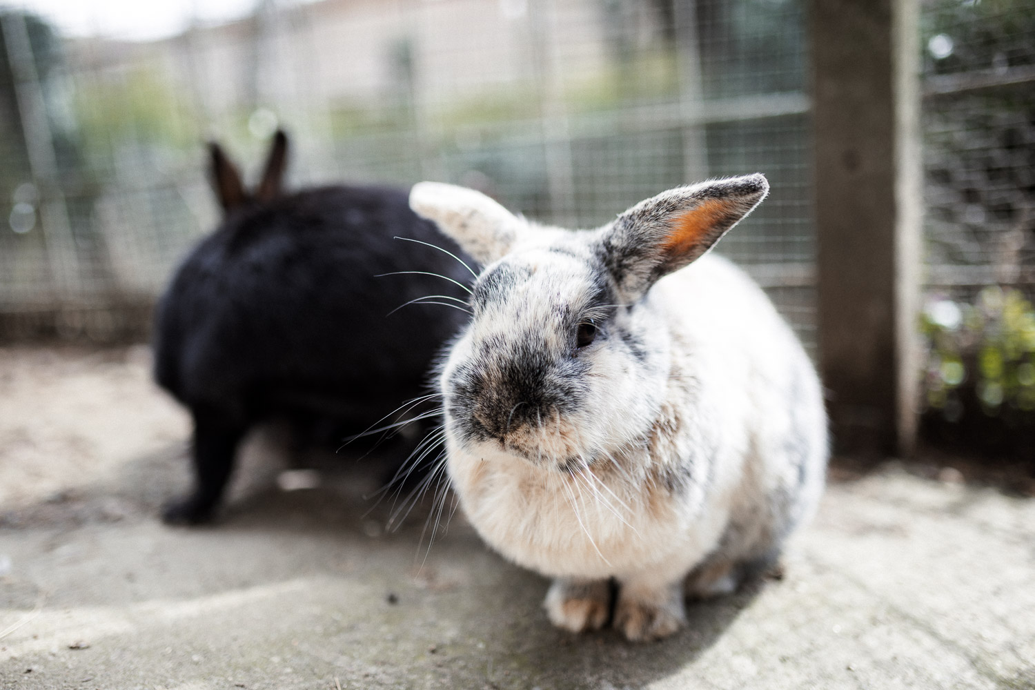 2026-03_Gasthaus_Traube83