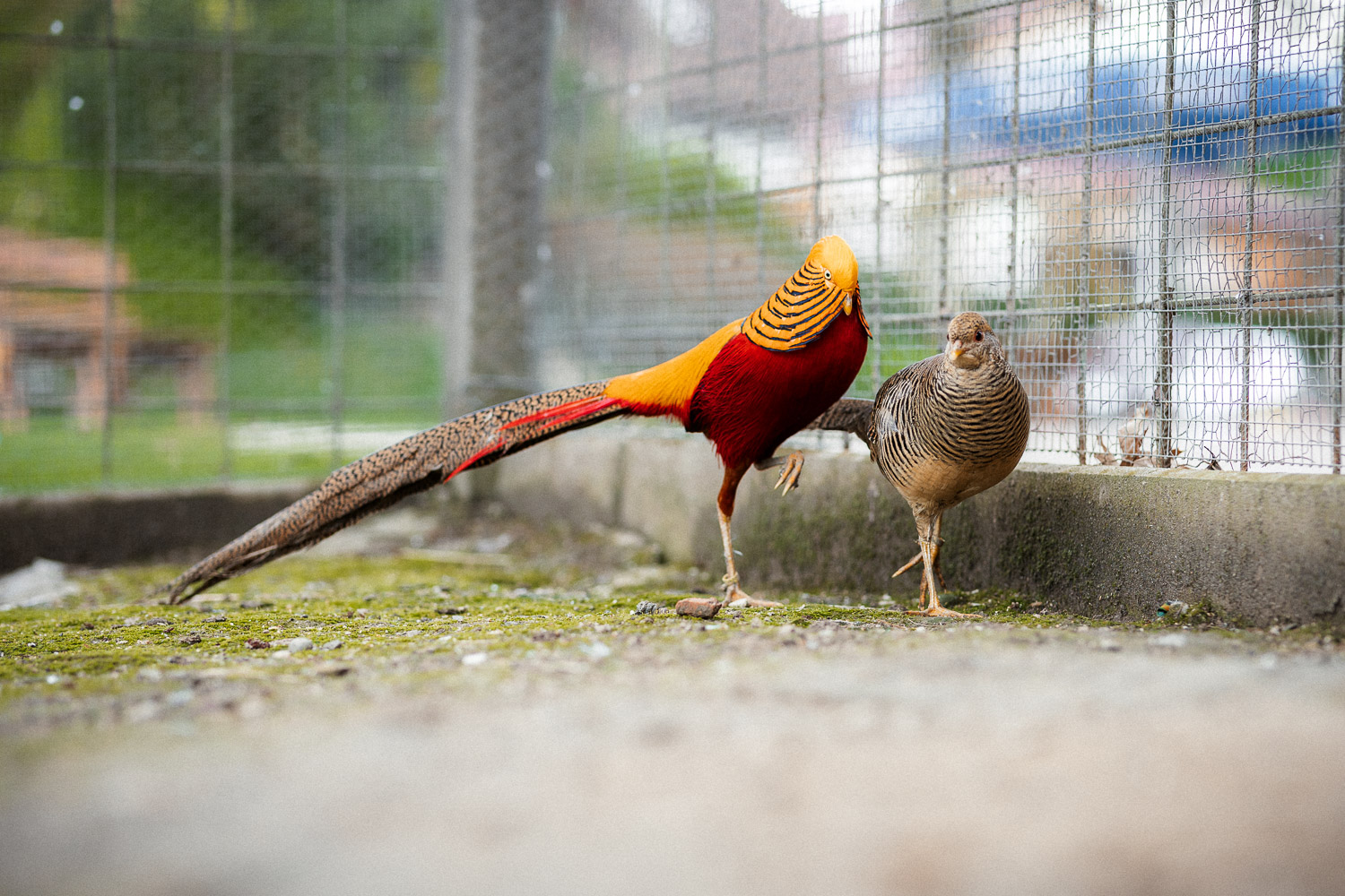 2026-03_Gasthaus_Traube85