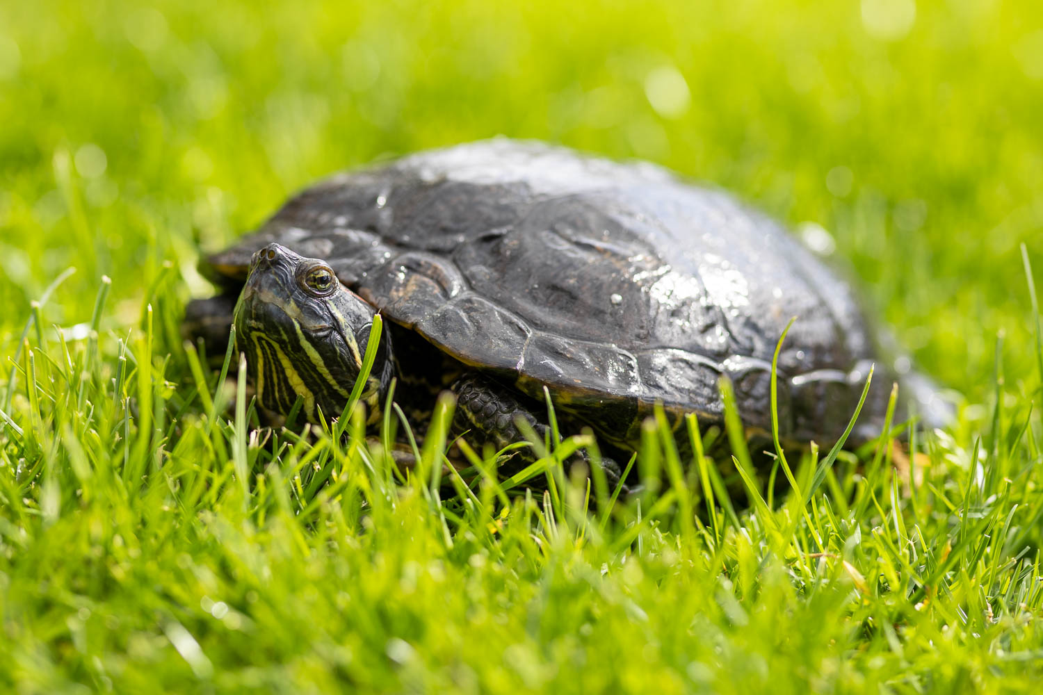 2026-03_Gasthaus_Traube100