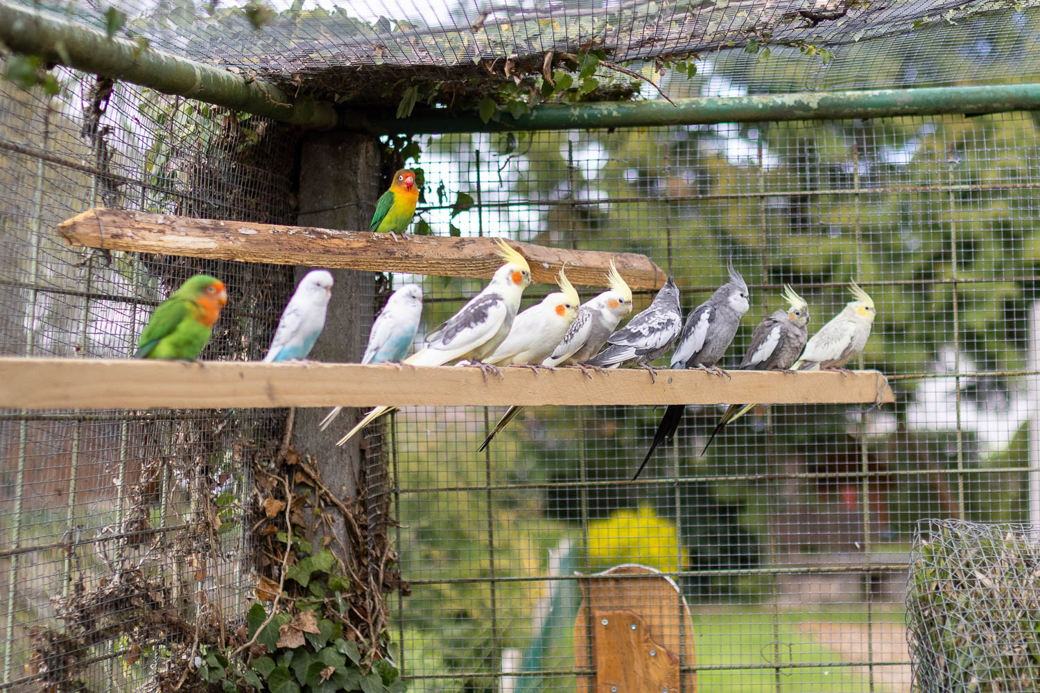 2026-03_Gasthaus_Traube102