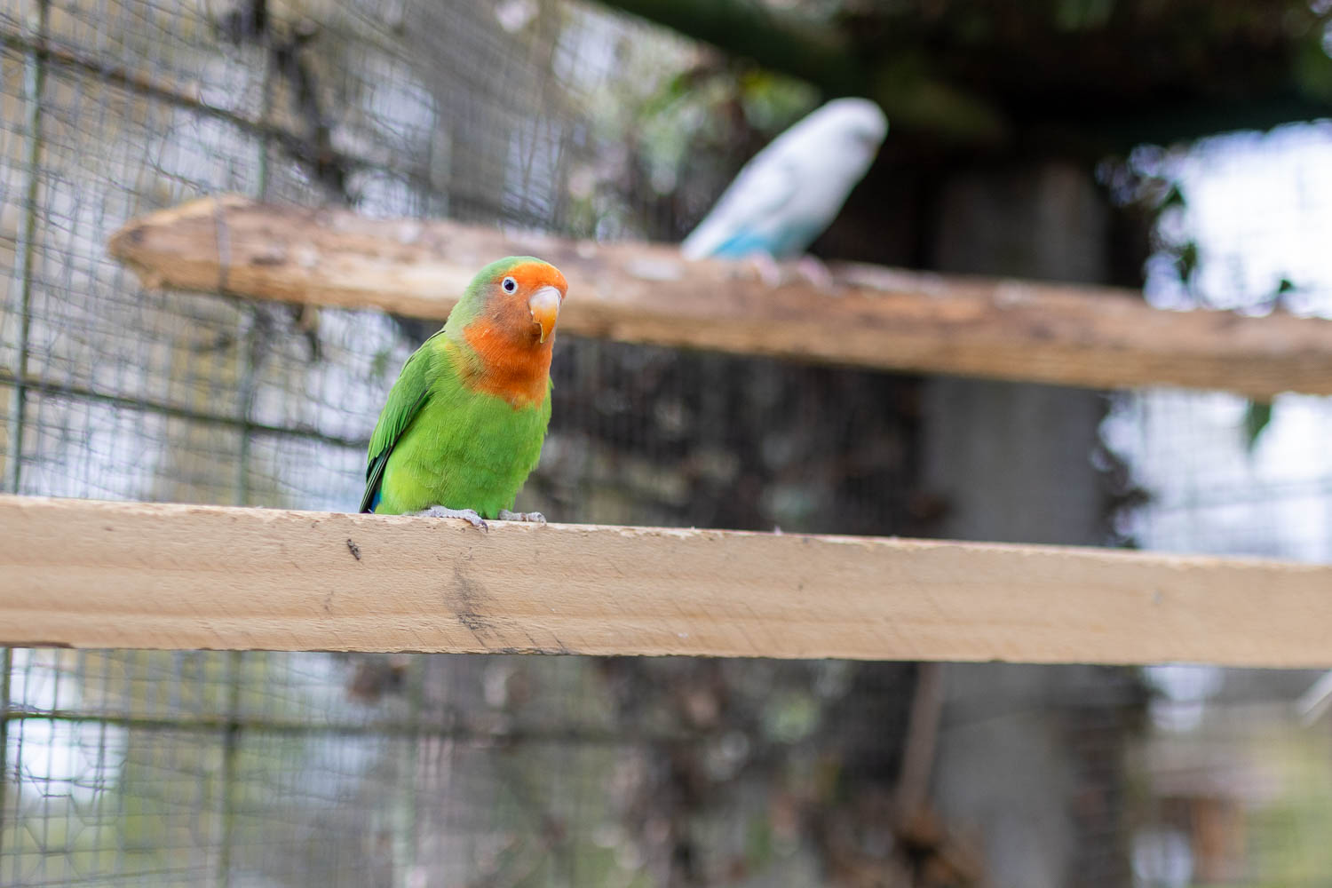 2026-03_Gasthaus_Traube103