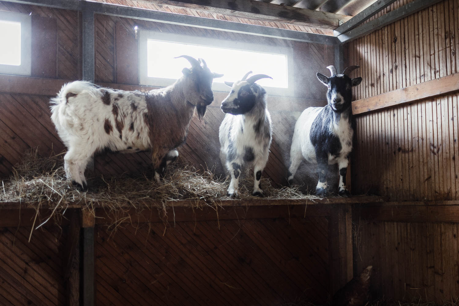 2026-03_Gasthaus_Traube98