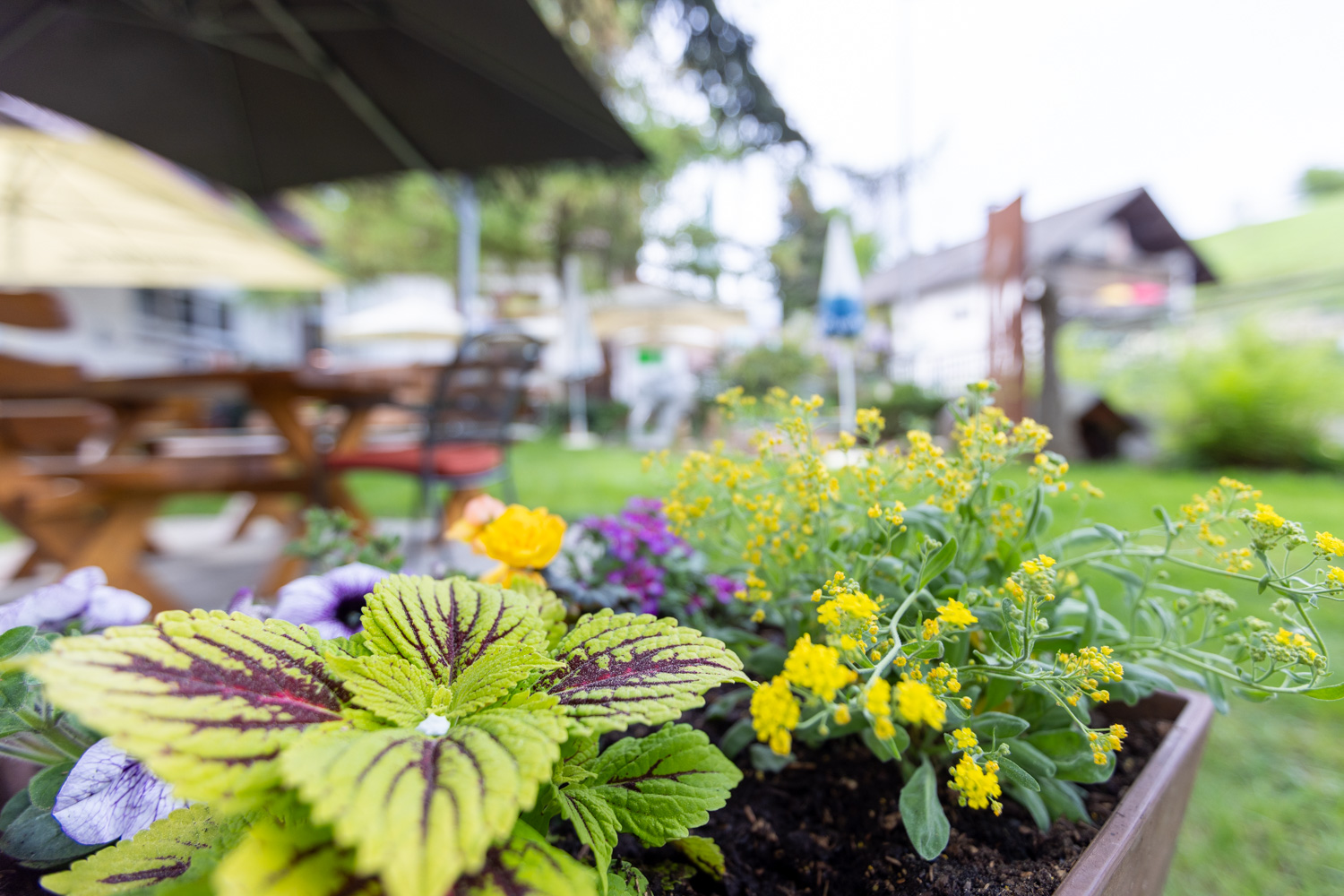 20260418_Gasthaus_Traube_Gastraum_Biergarten_015